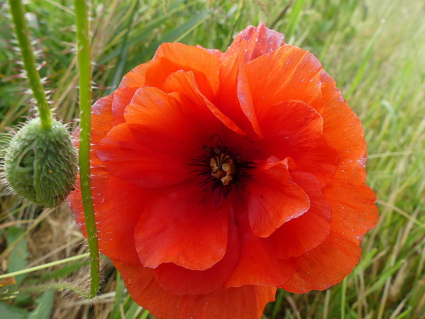 Vibrant Red Poppy Flower Close-Up in Green Field