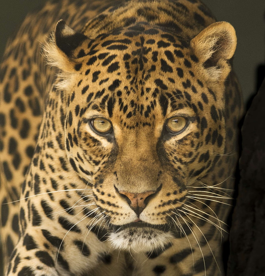 Close-up portrait of a leopard with intense gaze
