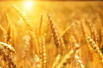 Golden wheat field close-up with sun flare