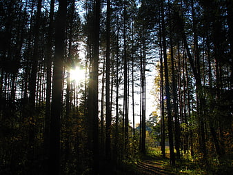 Sunlight streaming through tall pine trees in a dark autumn forest