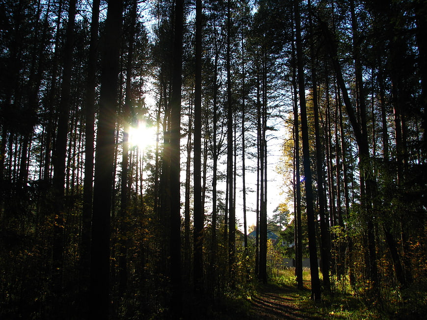Sunlight streaming through tall pine trees in a dark autumn forest