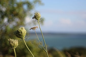 Wildflower seed heads against a blurred coastal background