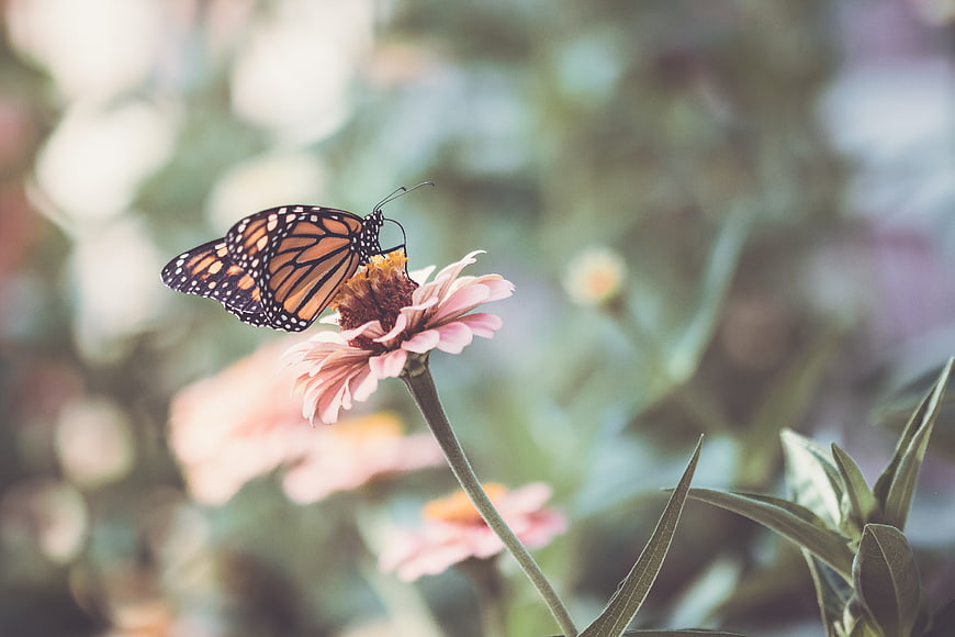 Monarch Butterfly on Pink Zinnia Flower in Garden