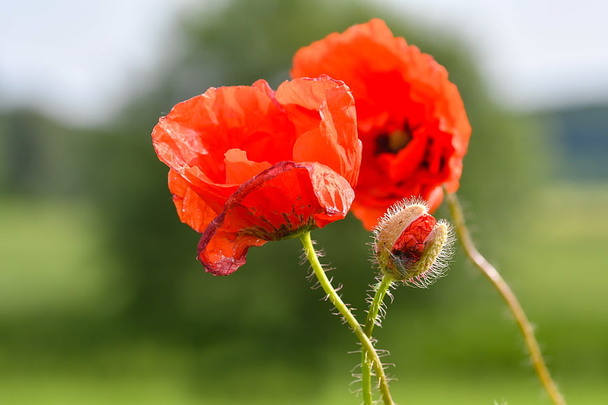 Vibrant red poppies in a green meadow close-up