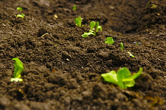 Young Green Seedlings Sprouting From Rich Dark Soil