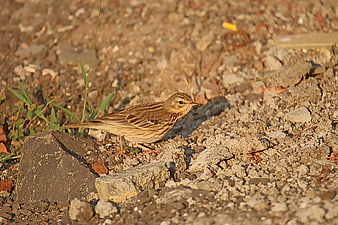 Tree Pipit bird standing on rocky ground