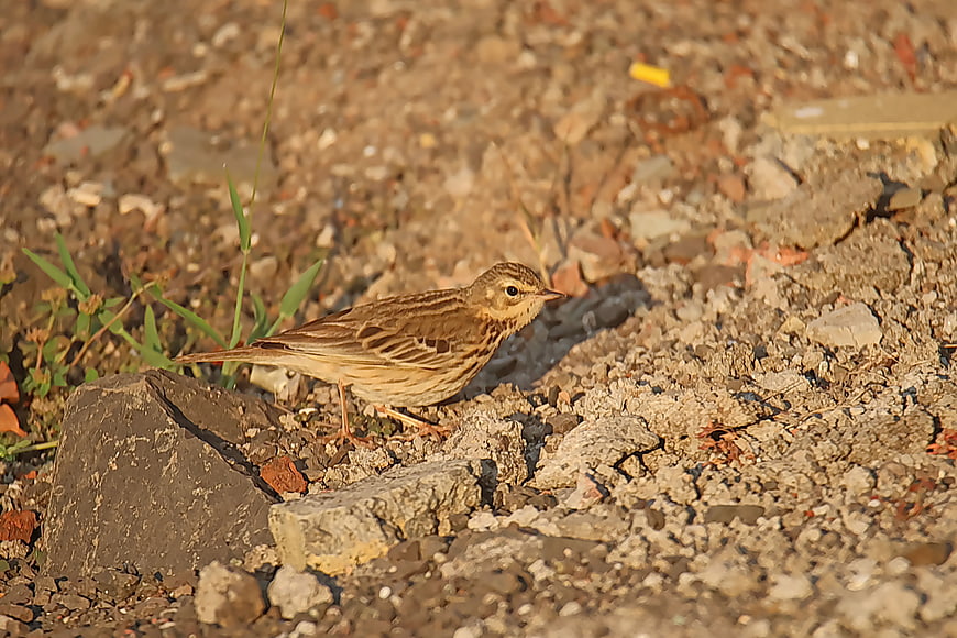 Tree Pipit bird standing on rocky ground