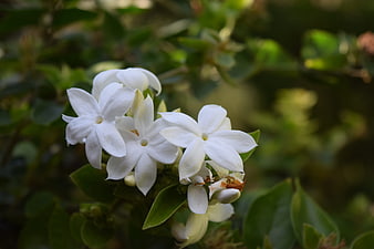 Close-up of white jasmine flowers on green bush