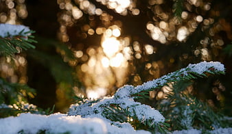 Snowy Pine Branches with Golden Bokeh Background