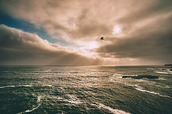 Seagull Flying Over Ocean with Dramatic Sunbeams