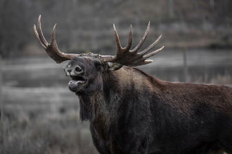 Majestic Bull Moose with Large Antlers in Wild Habitat