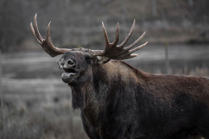 Majestic Bull Moose with Large Antlers in Wild Habitat