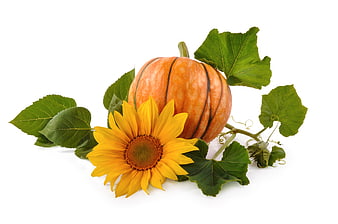 Orange Pumpkin And Sunflower With Green Leaves Isolated On White Background