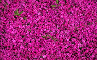 Vibrant Pink Phlox Flower Carpet Background