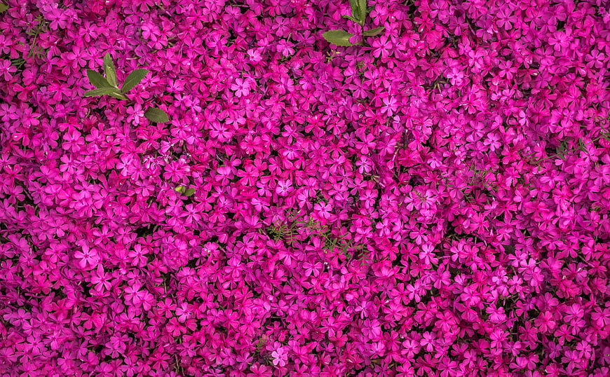 Vibrant Pink Phlox Flower Carpet Background