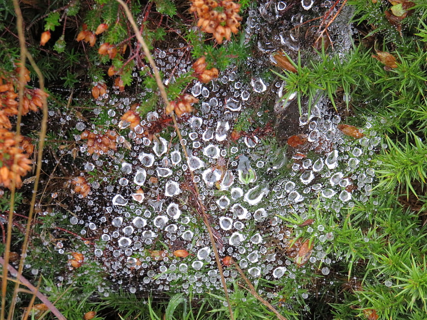 Close-up of spider web with dew drops on green moss