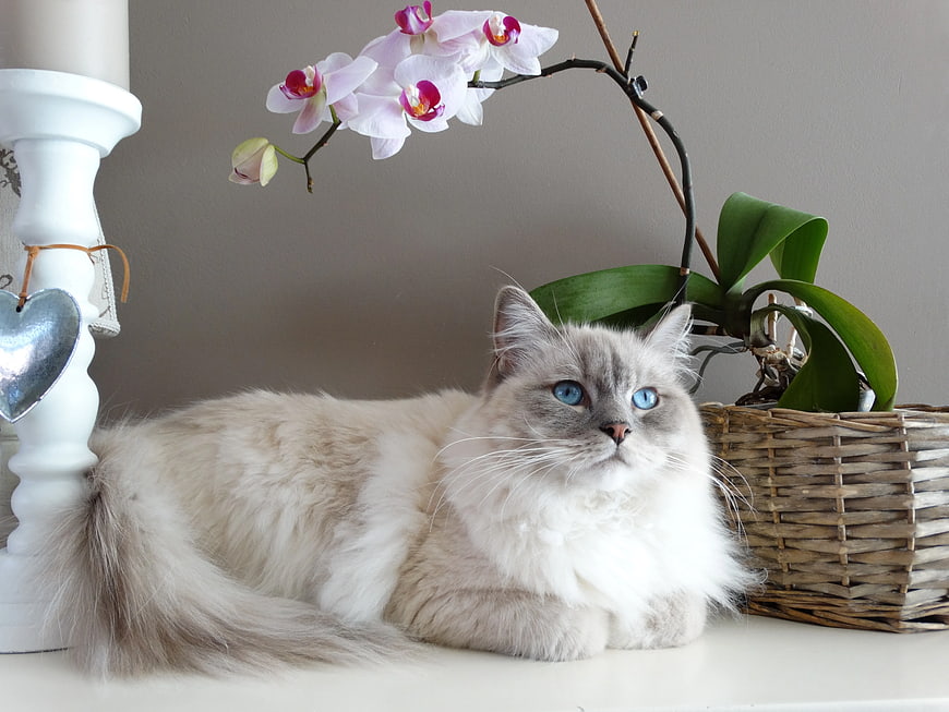 Fluffy Ragdoll Cat with Blue Eyes Beside Orchid