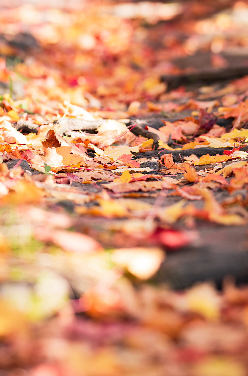Close-up of colorful autumn leaves on a forest path