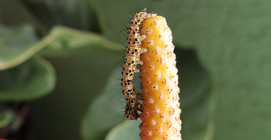 Close-up of a hairy caterpillar on a yellow plant spike