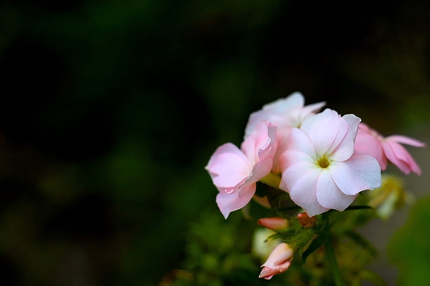 Delicate Pink Phlox Flowers with Dark Green Background