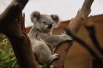 Cute Koala Bear Clinging to Tree Branch in Natural Habitat