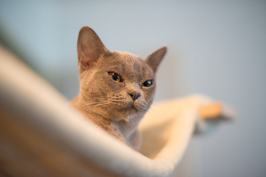 Portrait of a grey cat with amber eyes looking sideways
