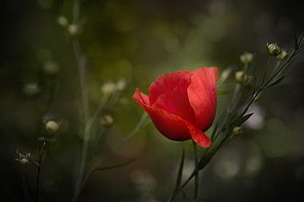 Red Poppy Flower in Garden with Bokeh Background