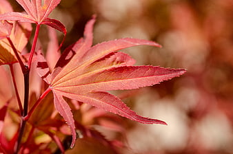 Close-up of vibrant red maple leaf in autumn sunlight
