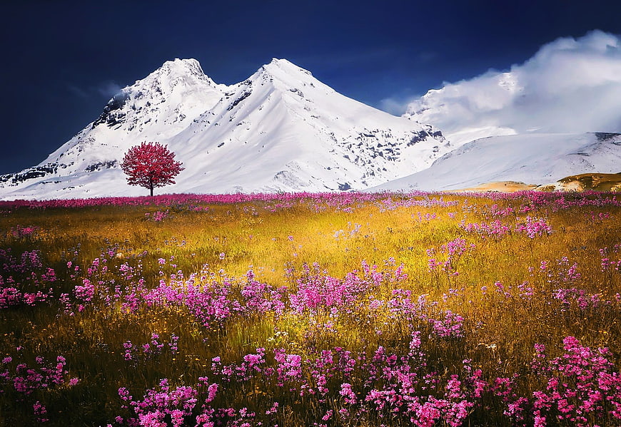Vibrant Pink Tree in Wildflower Meadow with Snowy Mountain