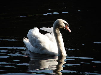 White Swan with Open Beak on Dark Water