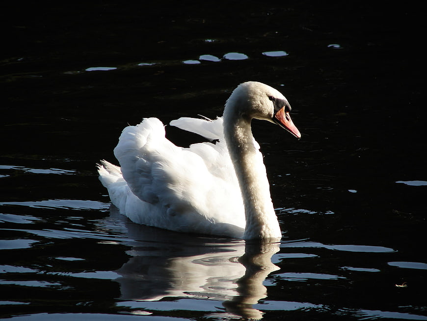 White Swan with Open Beak on Dark Water