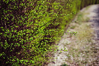 Fresh green spring leaves on branches with blurred path background