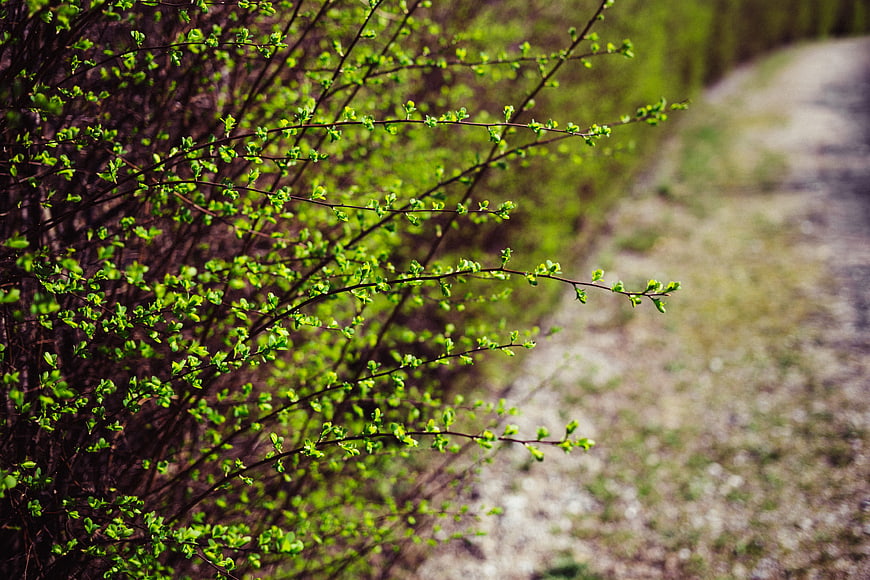 Fresh green spring leaves on branches with blurred path background