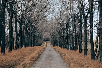 Narrow paved road through bare winter trees