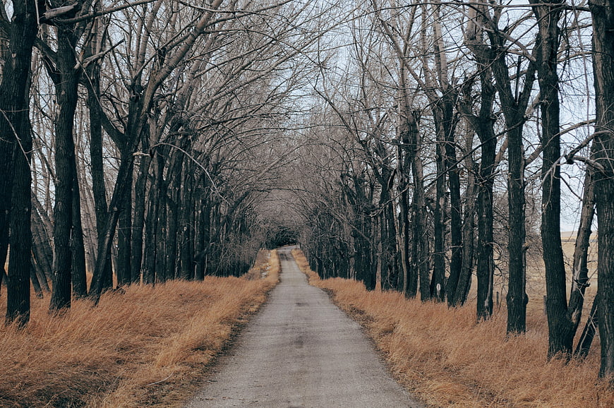Narrow paved road through bare winter trees