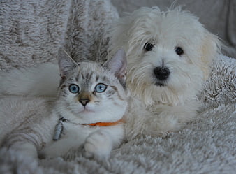 Cute white dog and silver tabby cat cuddling on blanket