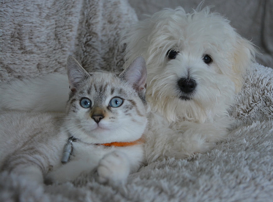Cute white dog and silver tabby cat cuddling on blanket