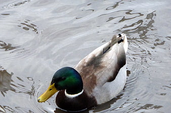 Male Mallard Duck Swimming in Rippling Water
