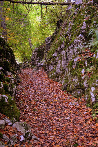 Autumn forest trail with fallen leaves and mossy rocks