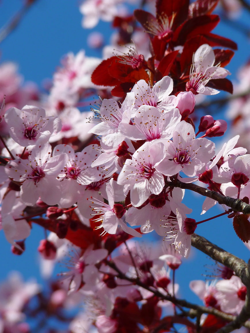 Pink Cherry Blossoms on Branch Against Blue Sky