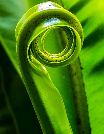 Close-up of vibrant green curled banana leaf spiral