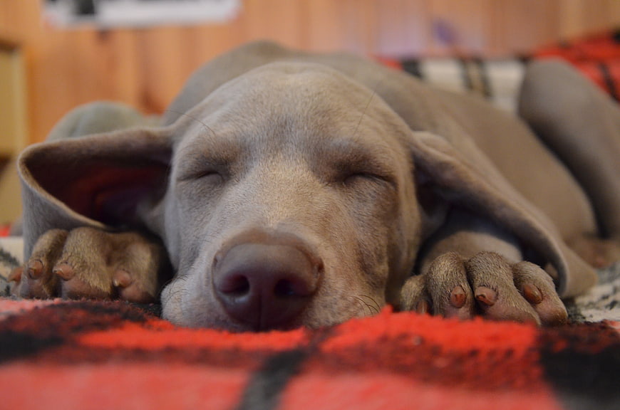 Sleeping Weimaraner Dog Resting On Red Plaid Blanket