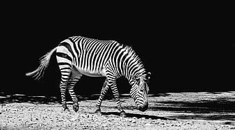 Black and White Zebra Grazing on Gravel
