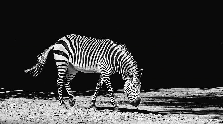 Black and White Zebra Grazing on Gravel