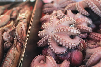Close-up of fresh octopus tentacles at a seafood market