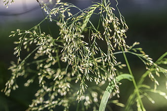 Close-up of delicate green grass seed heads in sunlight