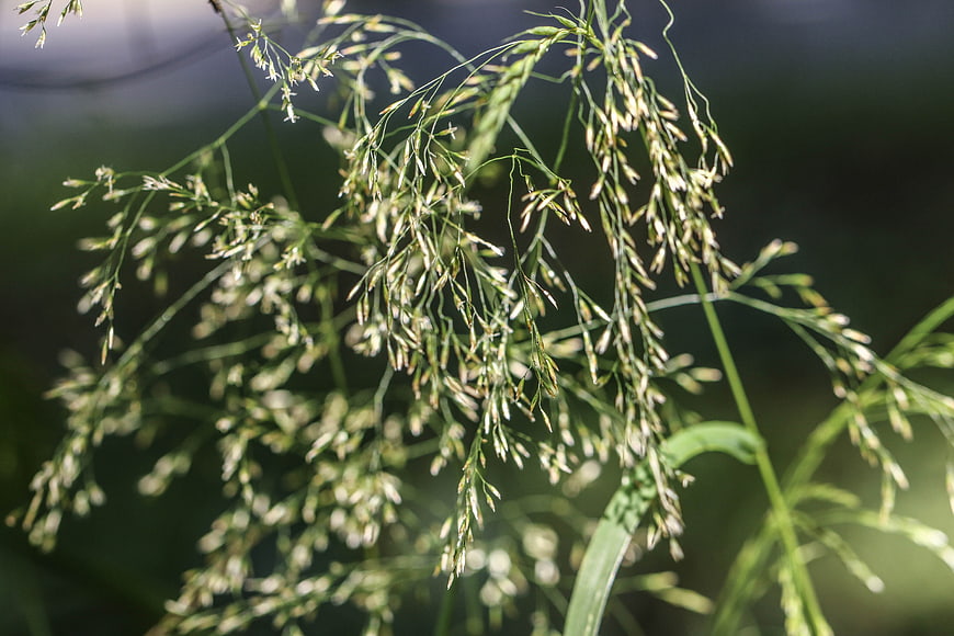 Close-up of delicate green grass seed heads in sunlight