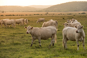 White Cattle Grazing In Pasture During Golden Hour