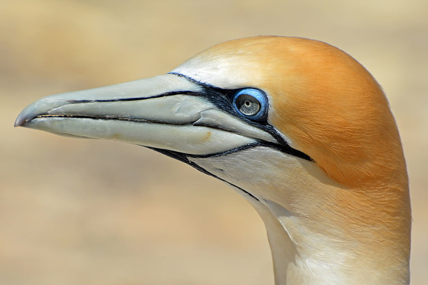 Close-up portrait of a Northern Gannet head with blue eye