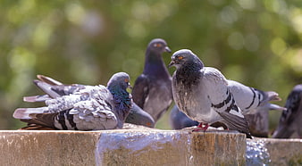 Pigeons Resting on Stone Fountain Edge